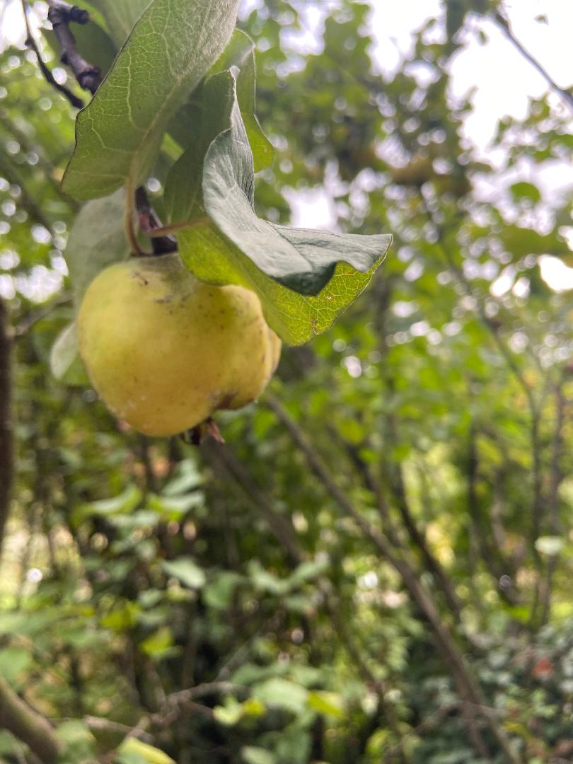 Apfel_IDaerr